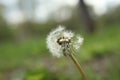 Morning landscape,ÃÂ White dandelion with green background, nature green backgound